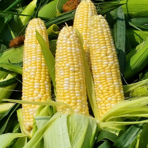 玉米有機(jī)肥